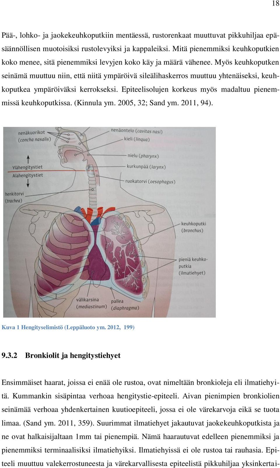 Myös keuhkoputken seinämä muuttuu niin, että niitä ympäröivä sileälihaskerros muuttuu yhtenäiseksi, keuhkoputkea ympäröiväksi kerrokseksi.