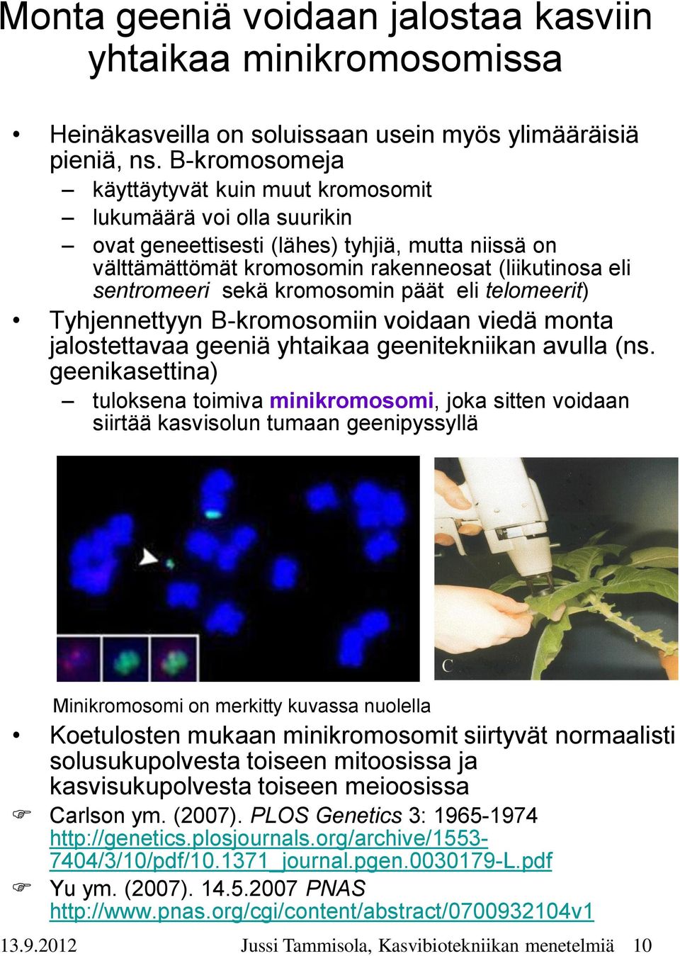 kromosomin päät eli telomeerit) Tyhjennettyyn B-kromosomiin voidaan viedä monta jalostettavaa geeniä yhtaikaa geenitekniikan avulla (ns.