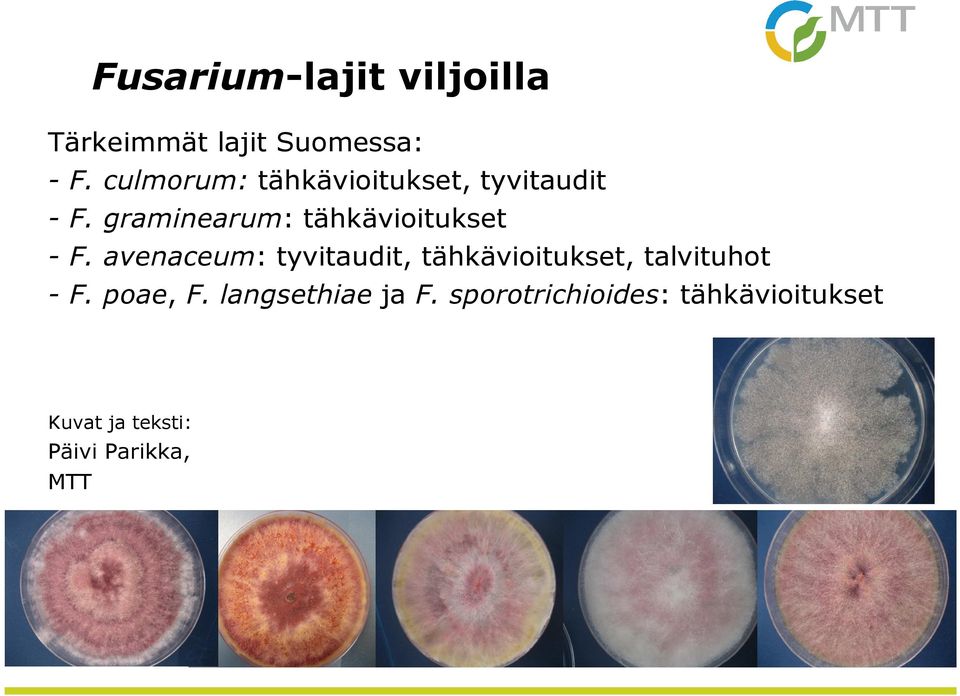 graminearum: tähkävioitukset - F.