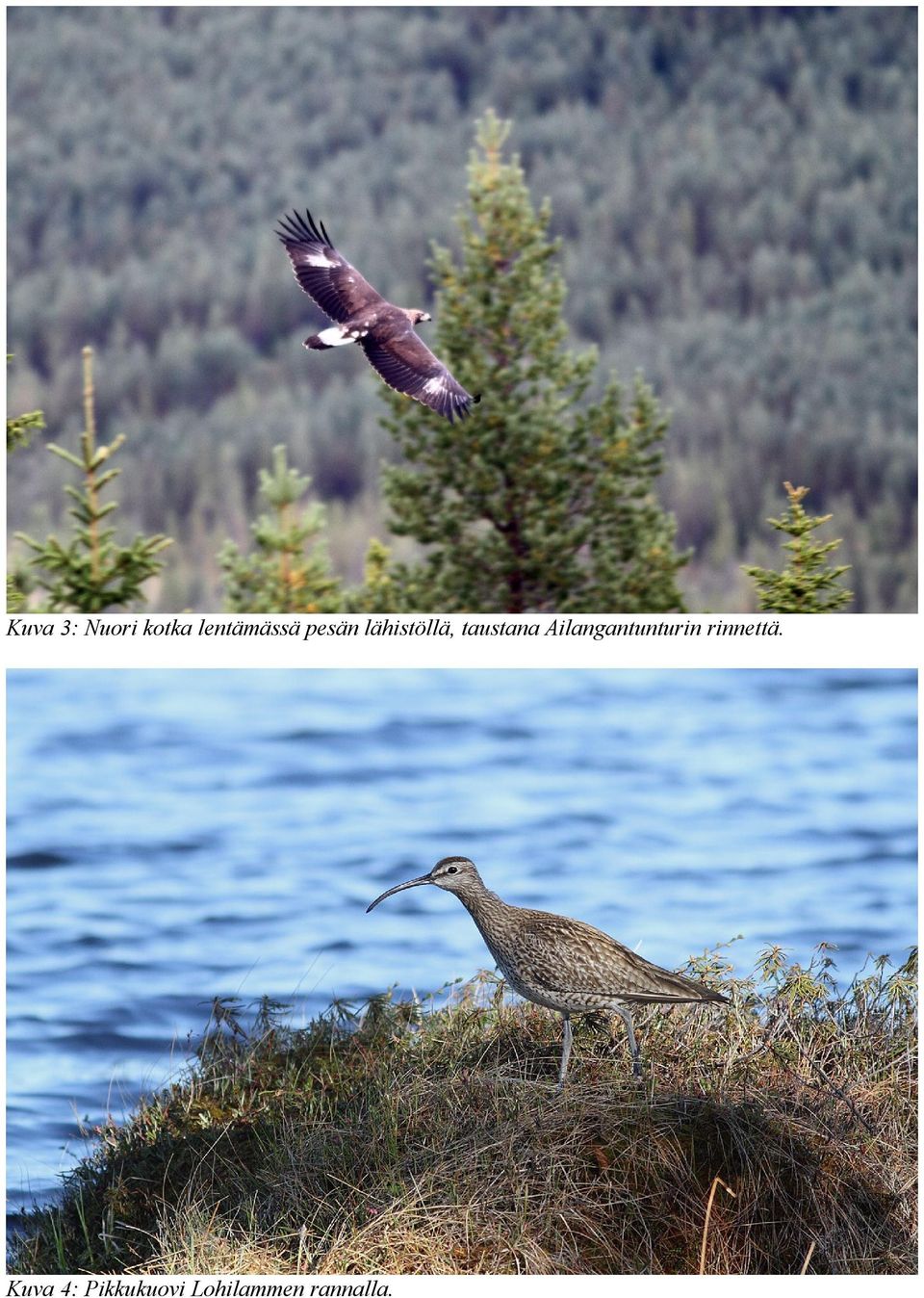 Ailangantunturin rinnettä.