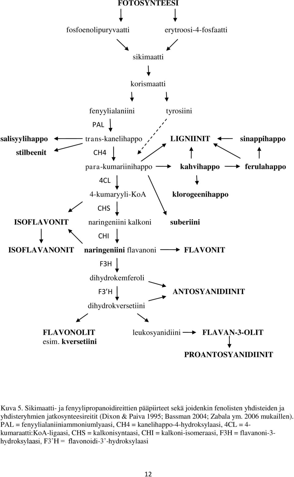 dihydrokversetiini FLAVONOLIT leukosyanidiini FLAVAN-3-OLIT esim. kversetiini PROANTOSYANIDIINIT Kuva 5.