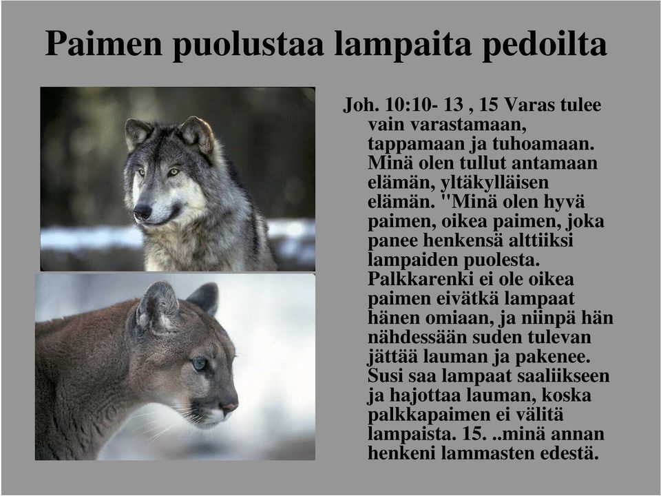 "Minä olen hyvä paimen, oikea paimen, joka panee henkensä alttiiksi lampaiden puolesta.