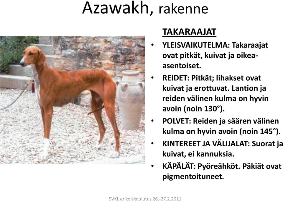 Lantion ja reiden välinen kulma on hyvin avoin (noin 130 ).