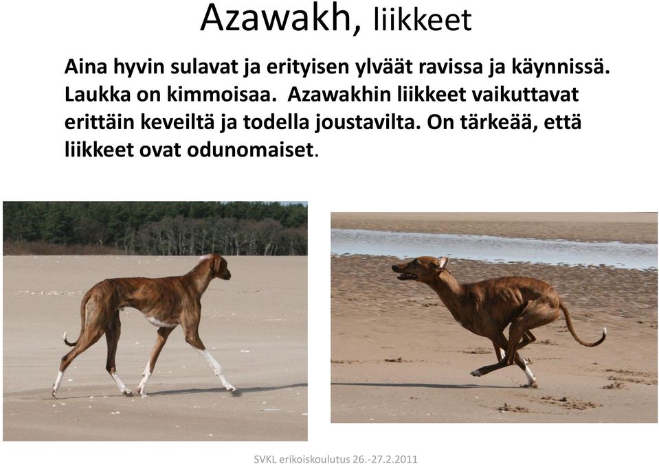 Azawakhin liikkeet vaikuttavat erittäin keveiltä ja