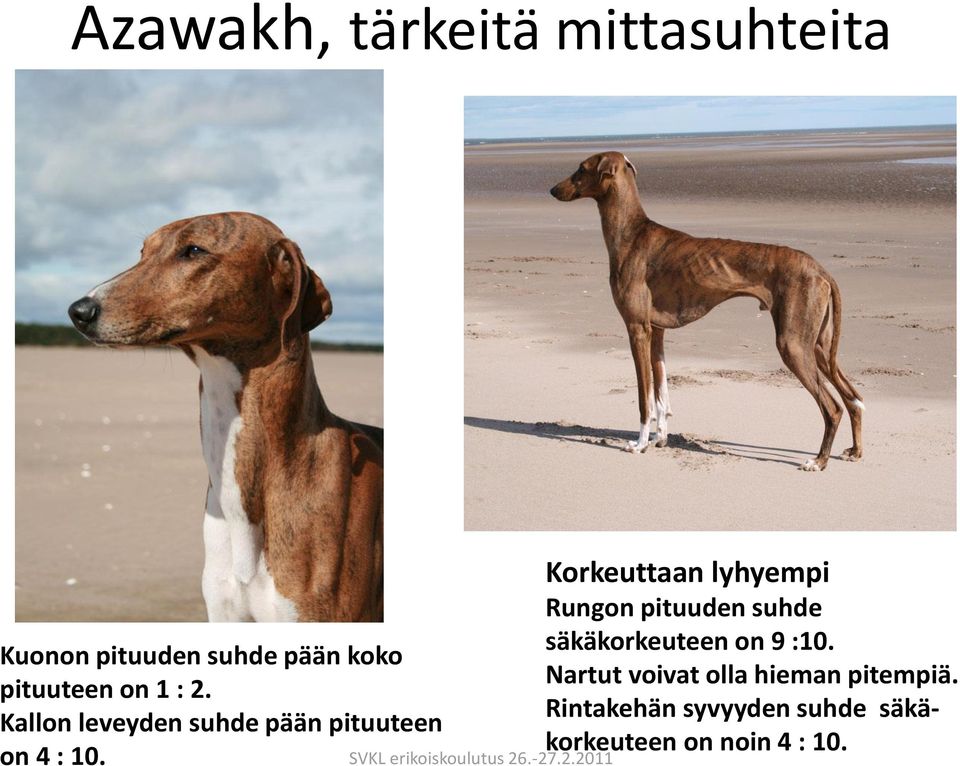 Rintakehän syvyyden suhde säkä- Kuonon pituuden suhde pään koko pituuteen