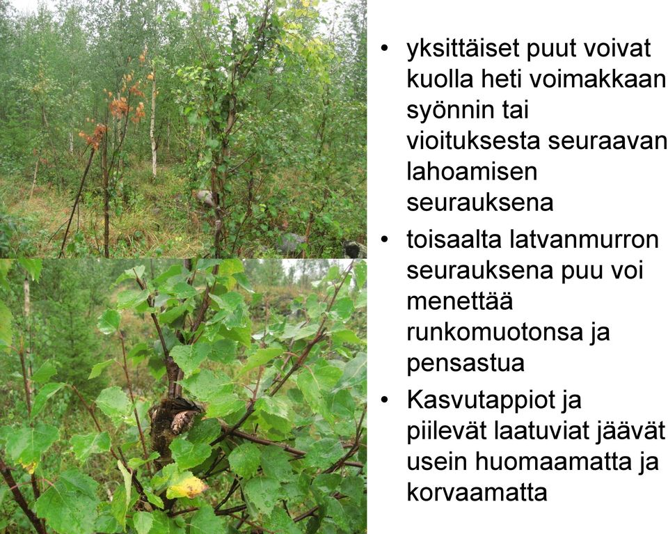 latvanmurron seurauksena puu voi menettää runkomuotonsa ja