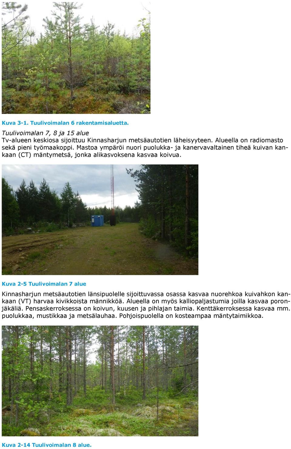 Kuva 2-5 Tuulivoimalan 7 alue Kinnasharjun metsäautotien länsipuolelle sijoittuvassa osassa kasvaa nuorehkoa kuivahkon kankaan (VT) harvaa kivikkoista männikköä.