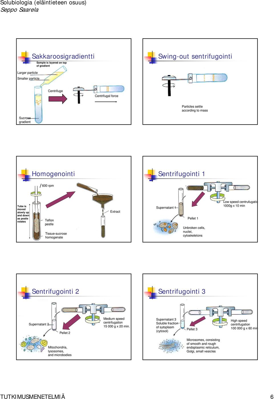 Low speed centrufugatio 1000g x 10 min Sentrifugointi 2 Sentrifugointi 3 Supernatant 2 Pellet 2 Medium speed centrifugation 15 000 g x 20 min.