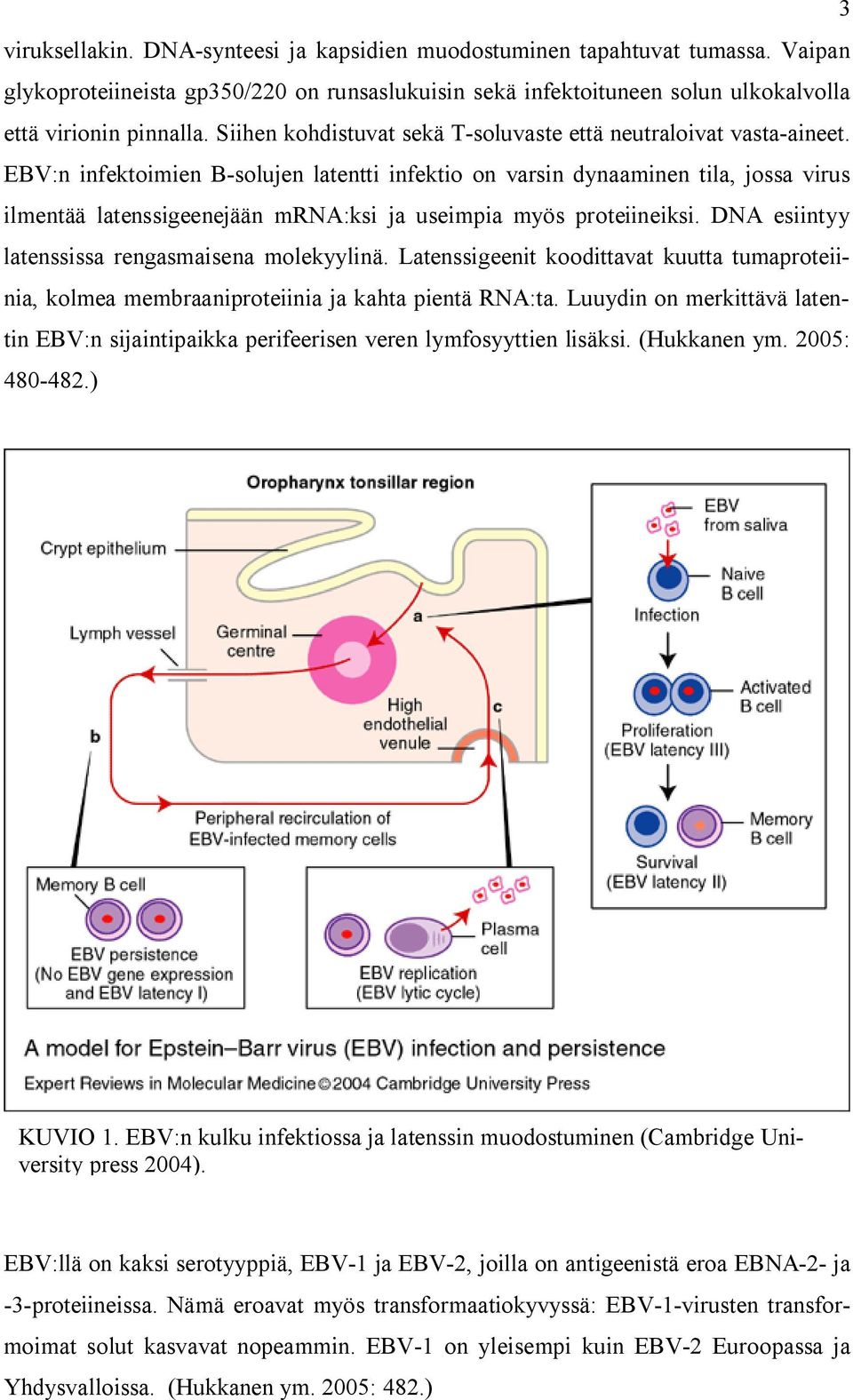 EBV:n infektoimien B-solujen latentti infektio on varsin dynaaminen tila, jossa virus ilmentää latenssigeenejään mrna:ksi ja useimpia myös proteiineiksi.