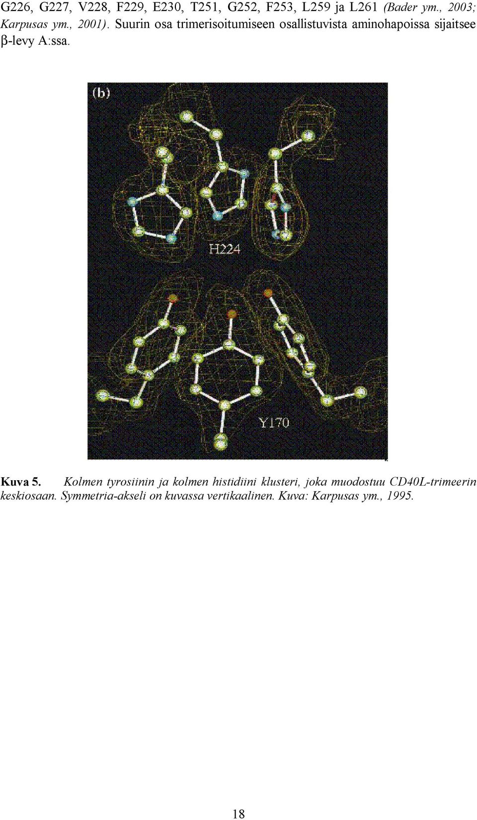 Suurin osa trimerisoitumiseen osallistuvista aminohapoissa sijaitsee β levy A:ssa.