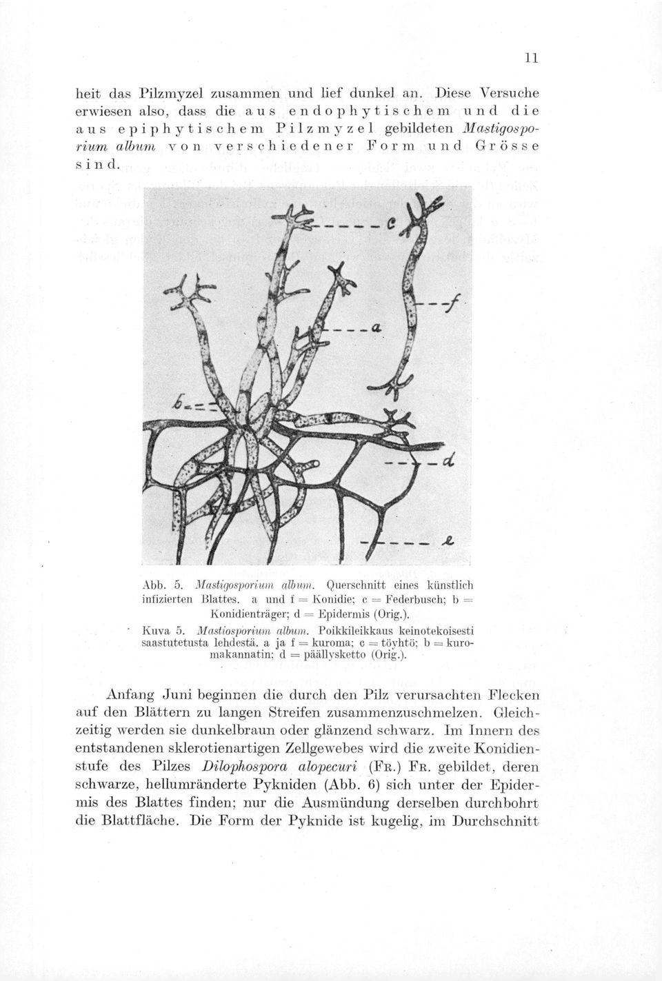Mastigosporium album. Querschnitt eines kiinstlich infizierten Blattes. a und f = Konidie; c = Federbusch; b = Konidienträger; d = Epidermis (Orig.). Kuva 5. Mastiosporium album.