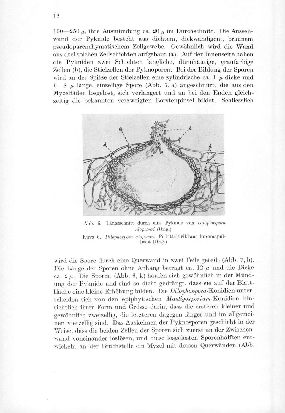 Auf der Innenseite haben die Pykniden zwei Schichten längliche, diinnhäutige, graufarbige Zellen (b), die Stielzellen der Pyknoporen.