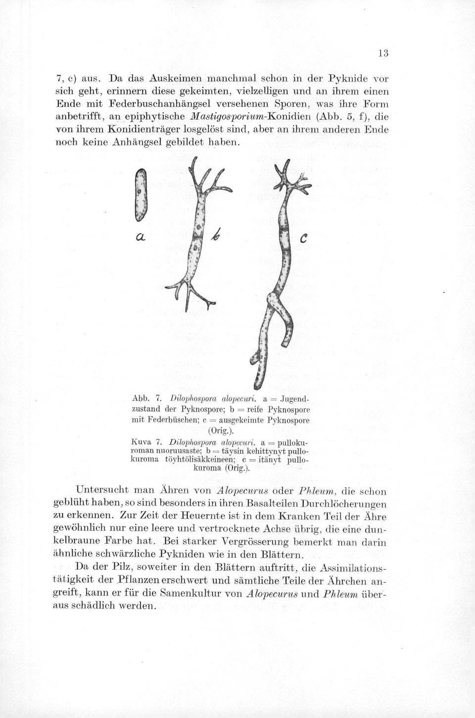 epiphytische Mastigosporium-Konidien (Abb. 5, f), die von ihrem Konidienträger losgelöst sind, aber an ihrem anderen Ende noch keine Anhängsel gebildet haben. 13 Abb. 7. Dilophospora alopecuri.