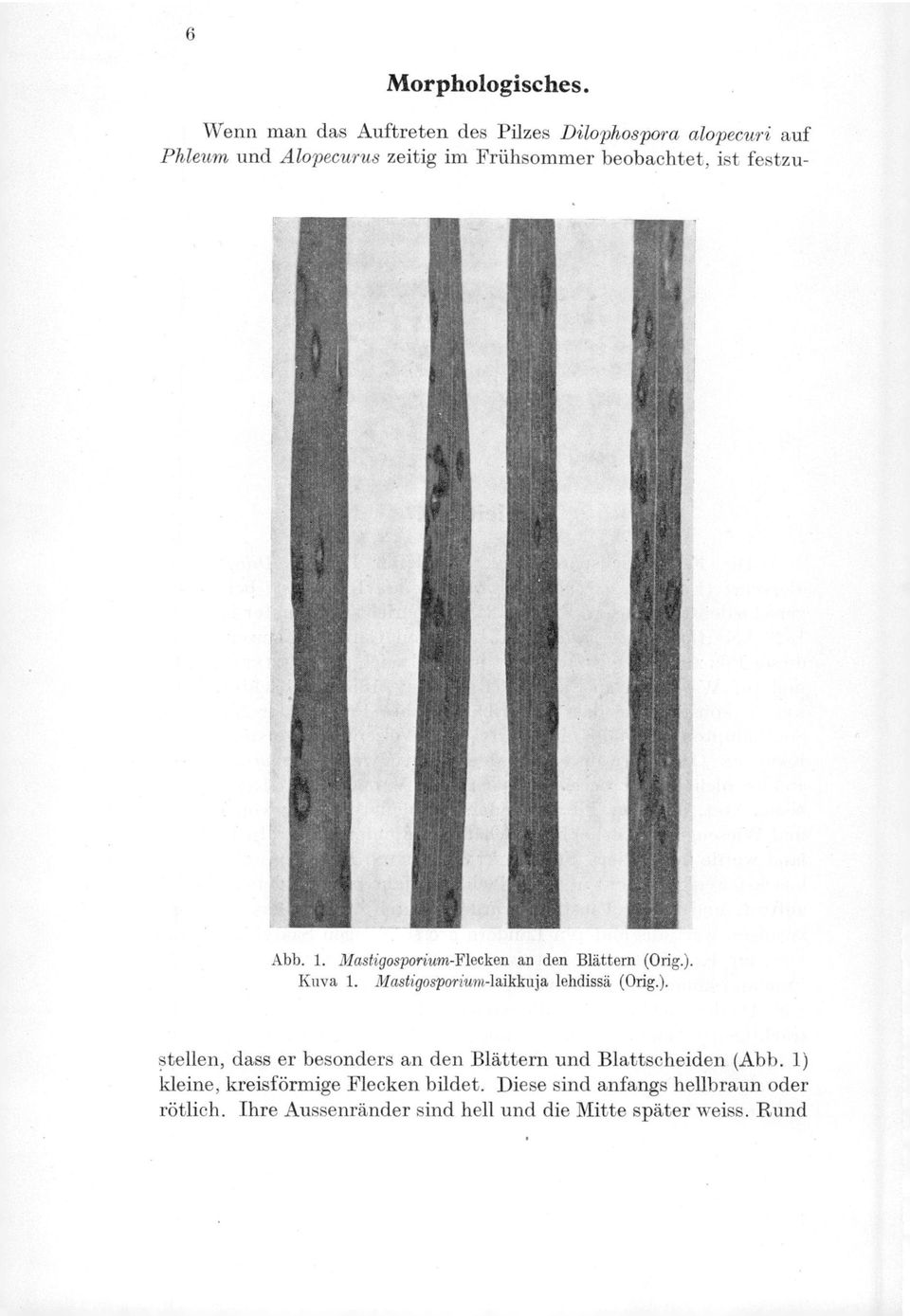 beobachtet, ist festzu- Abb. 1. Mastigosporium-Flecken an den Blättern (Orig.). Kuva 1.