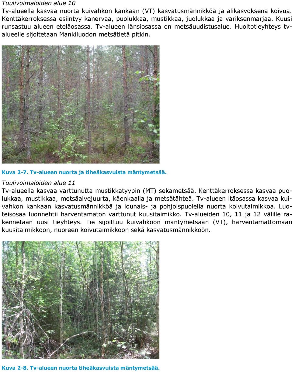 Huoltotieyhteys tvalueelle sijoitetaan Mankiluodon metsätietä pitkin. Kuva 2-7. Tv-alueen nuorta ja tiheäkasvuista mäntymetsää.