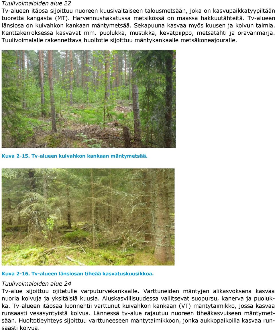 Tuulivoimalalle rakennettava huoltotie sijoittuu mäntykankaalle metsäkoneajouralle. Kuva 2-15. Tv-alueen kuivahkon kankaan mäntymetsää. Kuva 2-16. Tv-alueen länsiosan tiheää kasvatuskuusikkoa.