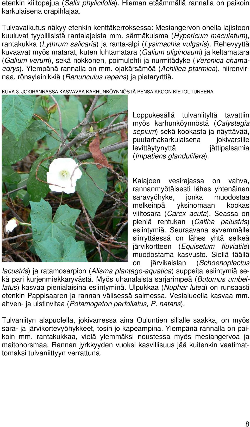 särmäkuisma (Hypericum maculatum), rantakukka (Lythrum salicaria) ja ranta-alpi (Lysimachia vulgaris).