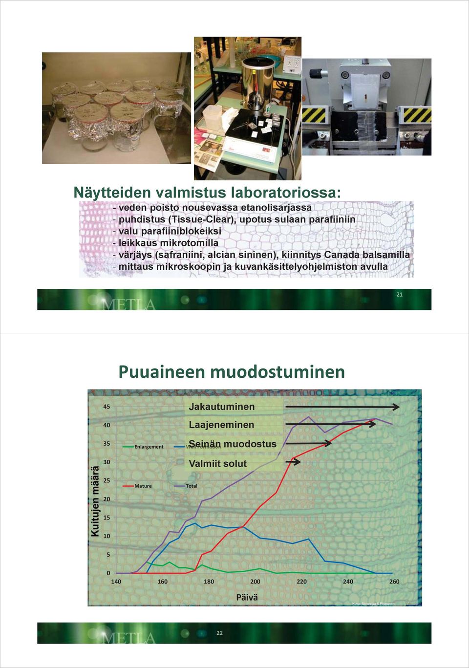 balsamilla - mittaus mikroskoopin ja kuvankäsittelyohjelmiston avulla Puuaineen muodostuminen 45 4 35 3 25 2 Enlargement