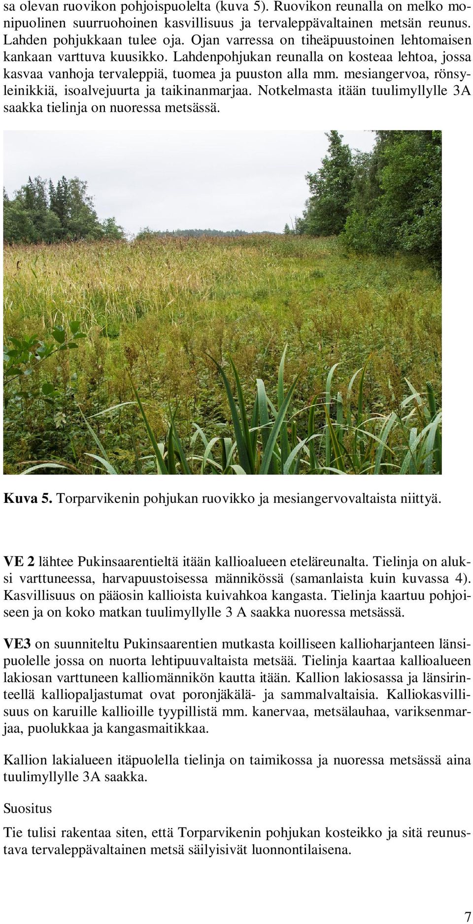 mesiangervoa, rönsyleinikkiä, isoalvejuurta ja taikinanmarjaa. Notkelmasta itään tuulimyllylle 3A saakka tielinja on nuoressa metsässä. Kuva 5.