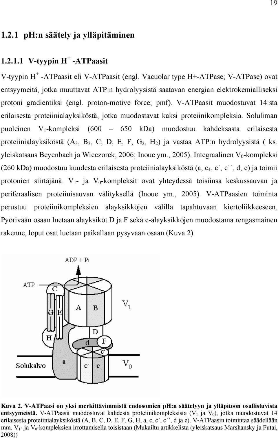 V-ATPaasit muodostuvat 14:sta erilaisesta proteiinialayksiköstä, jotka muodostavat kaksi proteiinikompleksia.