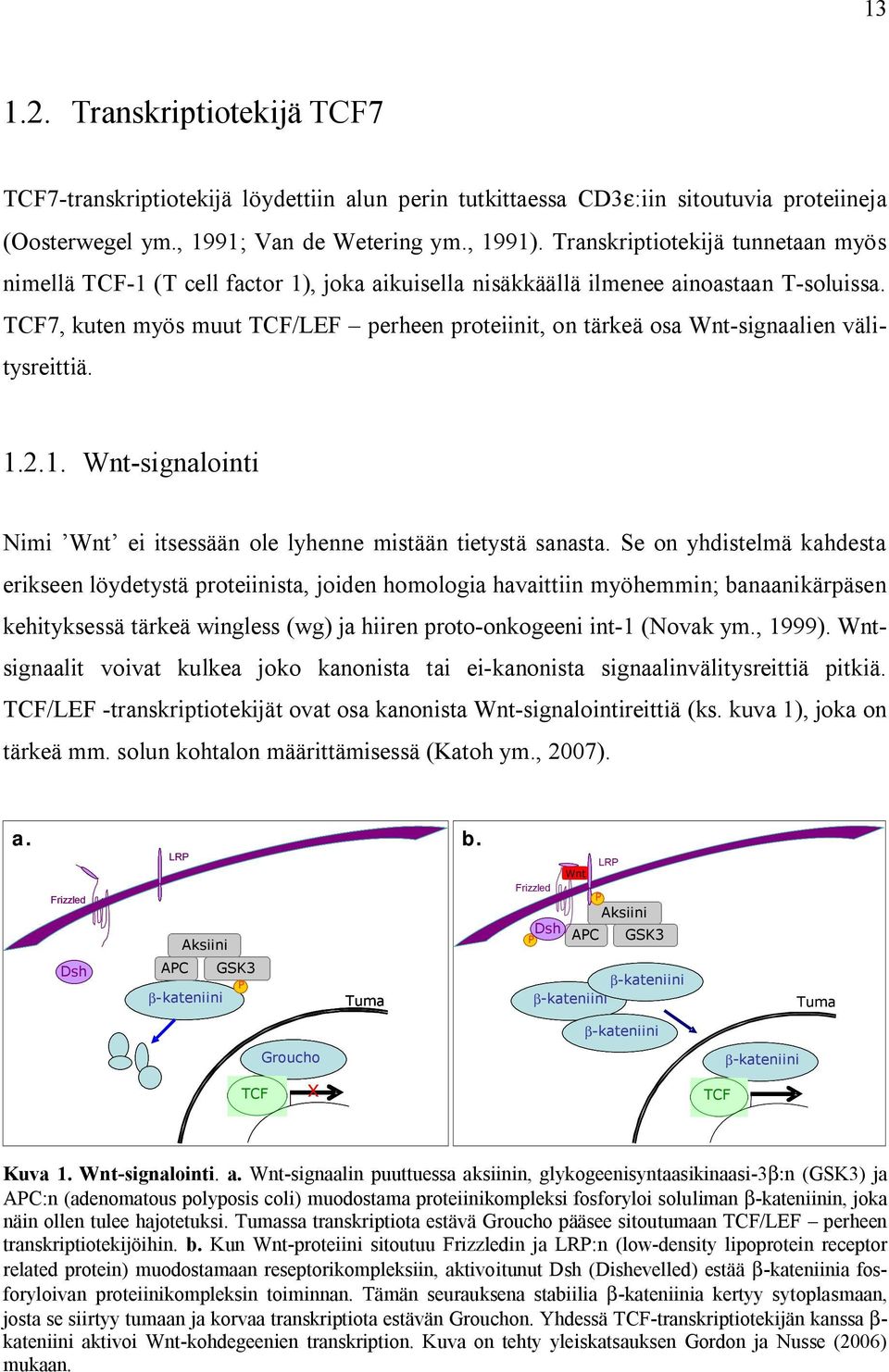 TCF7, kuten myös muut TCF/LEF perheen proteiinit, on tärkeä osa Wnt-signaalien välitysreittiä. 1.2.1. Wnt-signalointi Nimi Wnt ei itsessään ole lyhenne mistään tietystä sanasta.