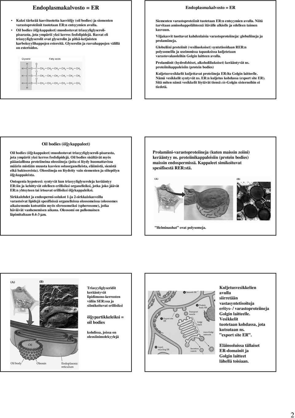 Rasvat eli triasyyliglyserolit ovat glyserolin ja pitkä-ketjuisten karboksyylihappojen estereitä. Glyserolin ja rasvahappojen välillä on esterisidos.