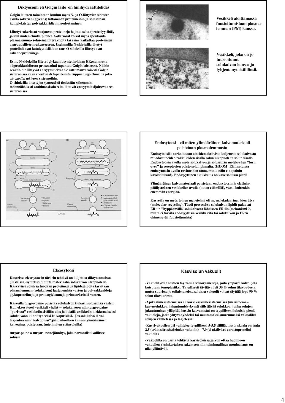 Sokeriosat voivat myös spesifioida plasmalemma- soluseinä interaktioita tai esim. vaikuttaa proteiinien avaruudelliseen rakenteeseen.