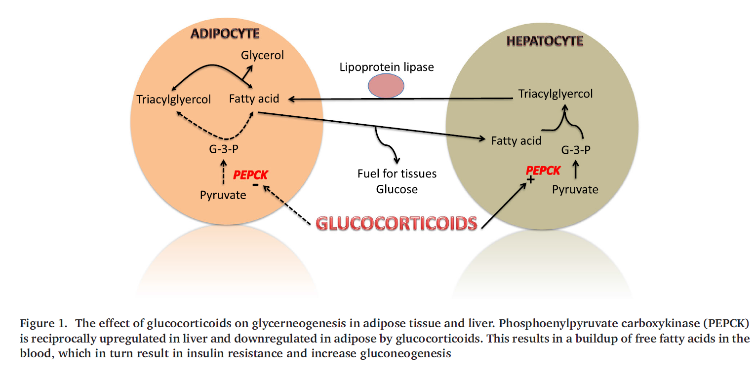 SIDM: patogeneesi Diabetes