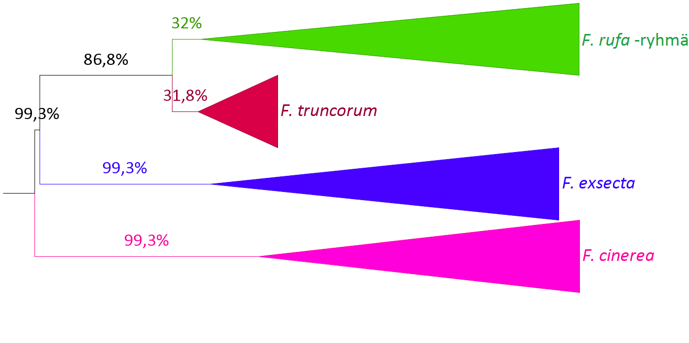 Kuva 4. F. cinerean, F. exsectan sekä F. truncorumin ja F. rufa -ryhmän muiden lajien fylogenia yhteen liitettyjen CSP1-, CSP7-, OBP1- ja OBP10-geenien perusteella.
