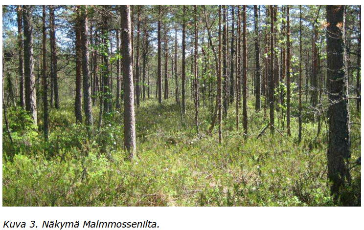 6 Suunnittelualueen lähistöllä ei ole vesialueita, kuten järviä tai jokia. Suunnittelualueen keskellä on Malmmossenin suo-alue, jossa kasvaa tiheää aluskasvillisuutta ja harvaa puustoa (kuva 3).