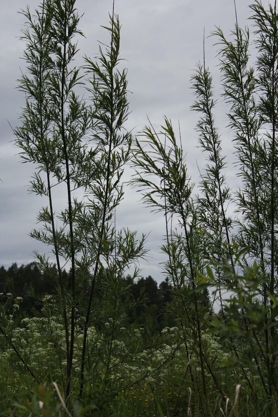 Vuonna 2014 kesäkuussa osa Kaivopellon Siperianpajuista oli yli neljän metrin korkuisia.
