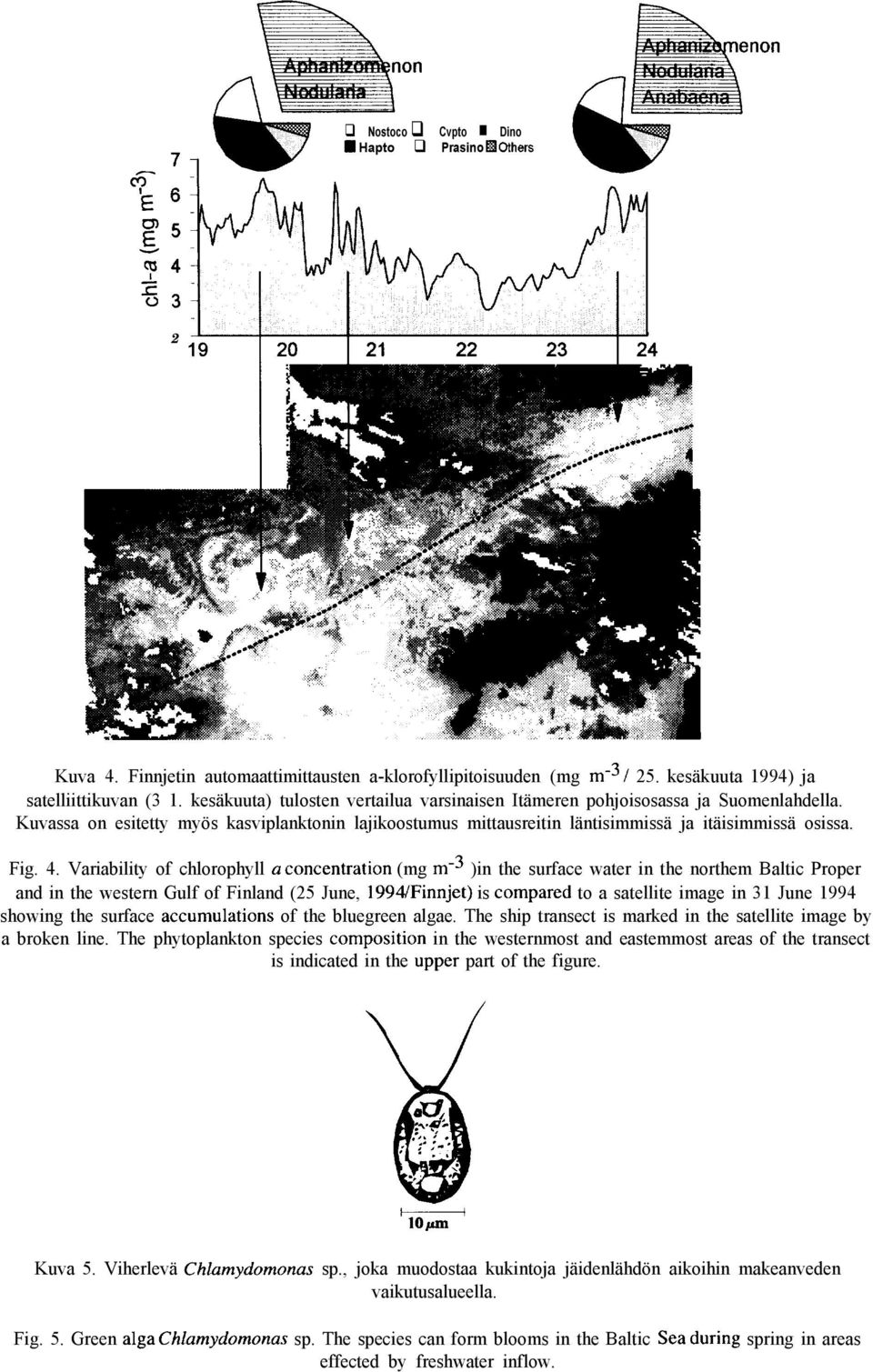 Variability of chlorophyll a toncentration (mg rne3 )in the surface water in the northem Baltic Proper and in the western Gulf of Finland (25 June, 1994/Finnjet) is compared to a satellite image in