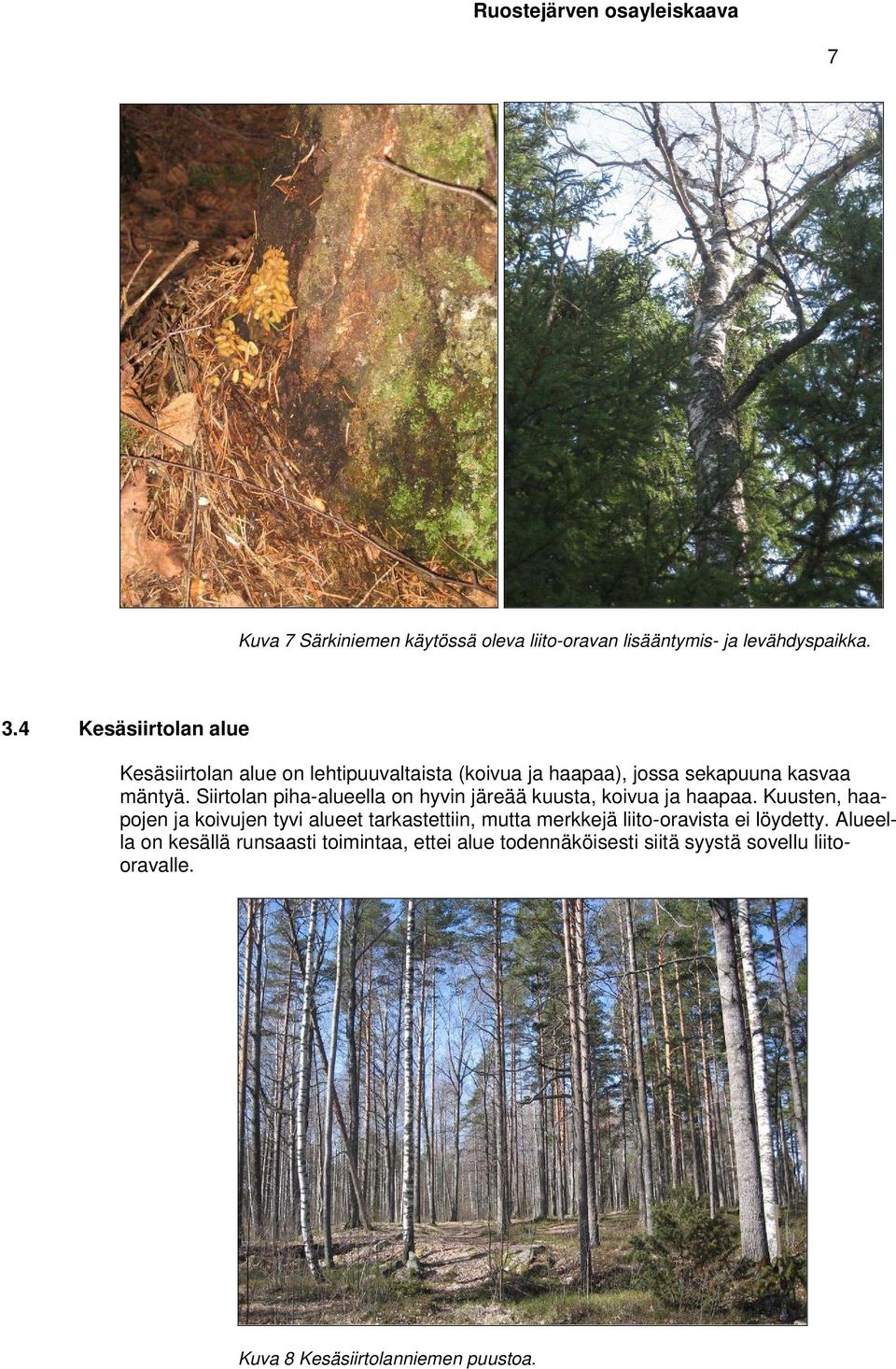Siirtolan piha-alueella on hyvin järeää kuusta, koivua ja haapaa.