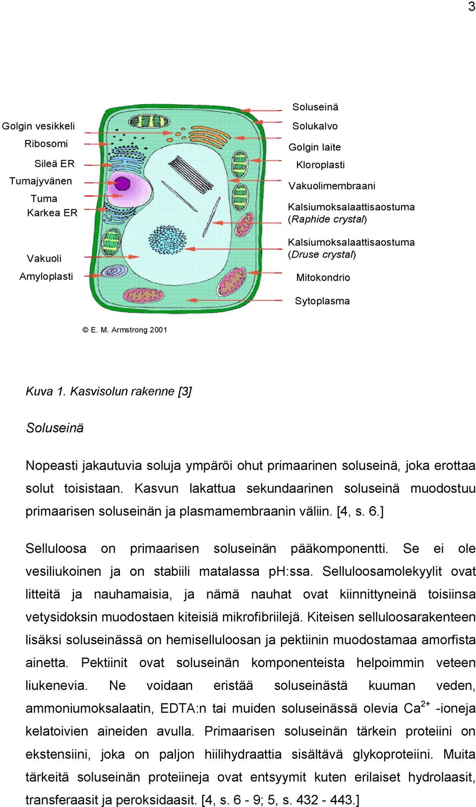 Kasvisolun rakenne [3] Soluseinä Nopeasti jakautuvia soluja ympäröi ohut primaarinen soluseinä, joka erottaa solut toisistaan.