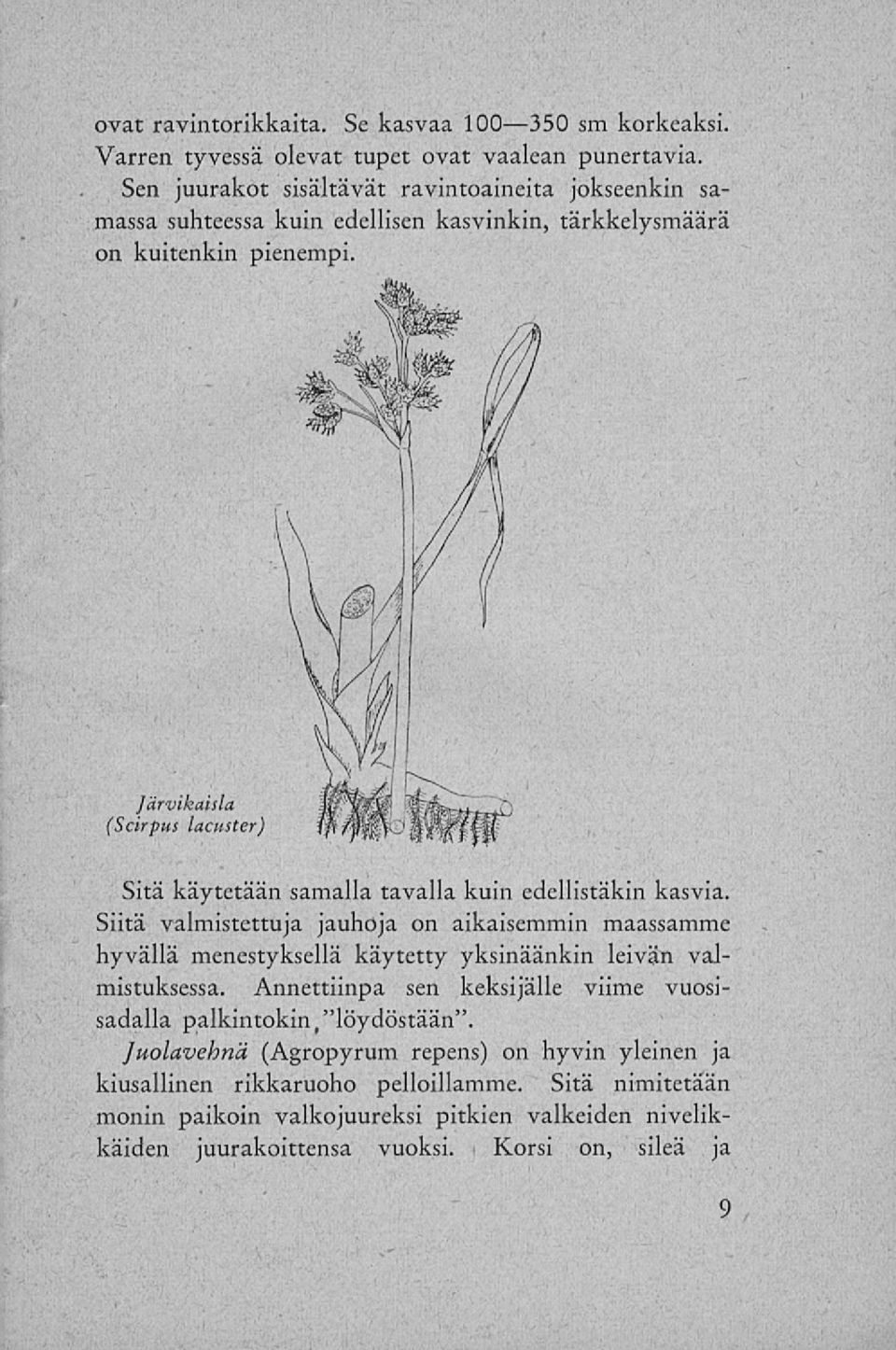 ]ärvikaisla (Scirpus lacuster) Sitä käytetään samalla tavalla kuin edellistäkin kasvia.