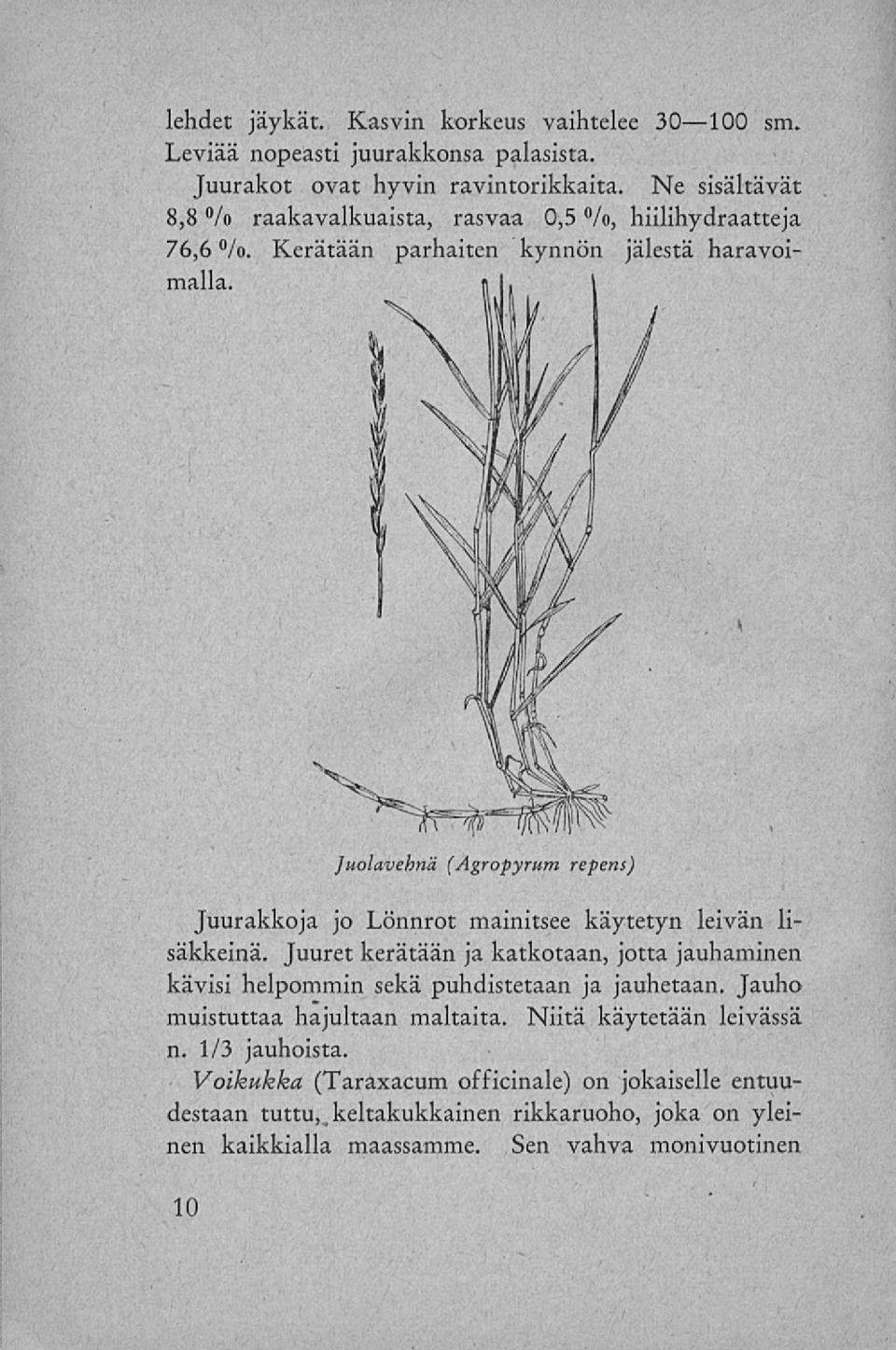 K Juolavehnä (Agropyrum repens) Juurakkoja jo Lönnrot mainitsee käytetyn leivän lisäkkeinä.