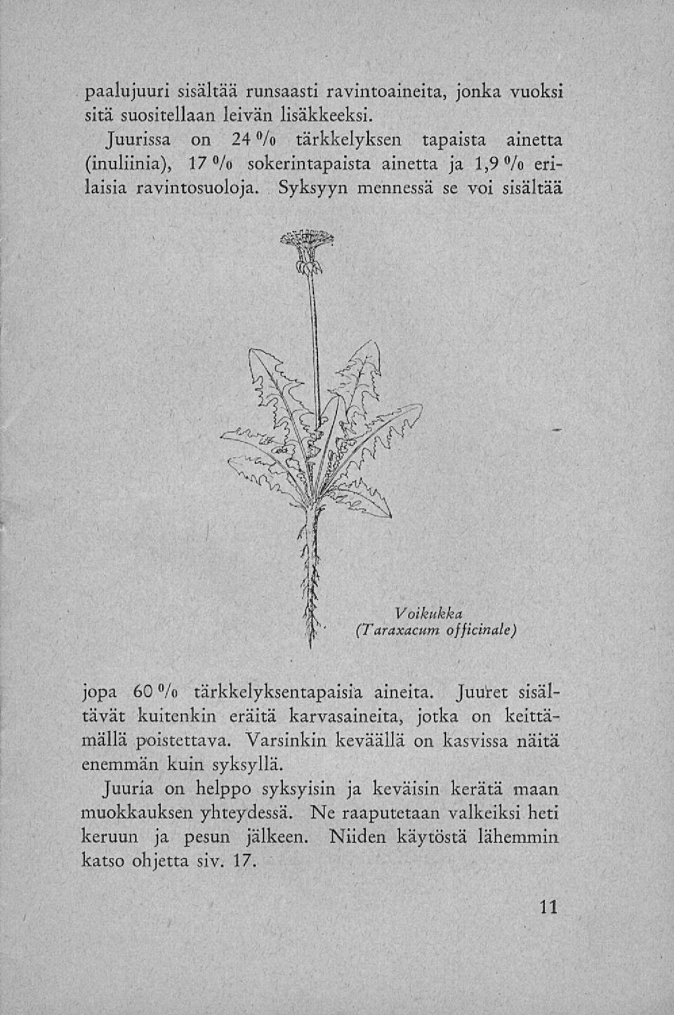 Syksyyn mennessä se voi sisältää Voikukka (Taraxacum officinale) jopa 60 % tärkkelyksentapaisiä aineita.