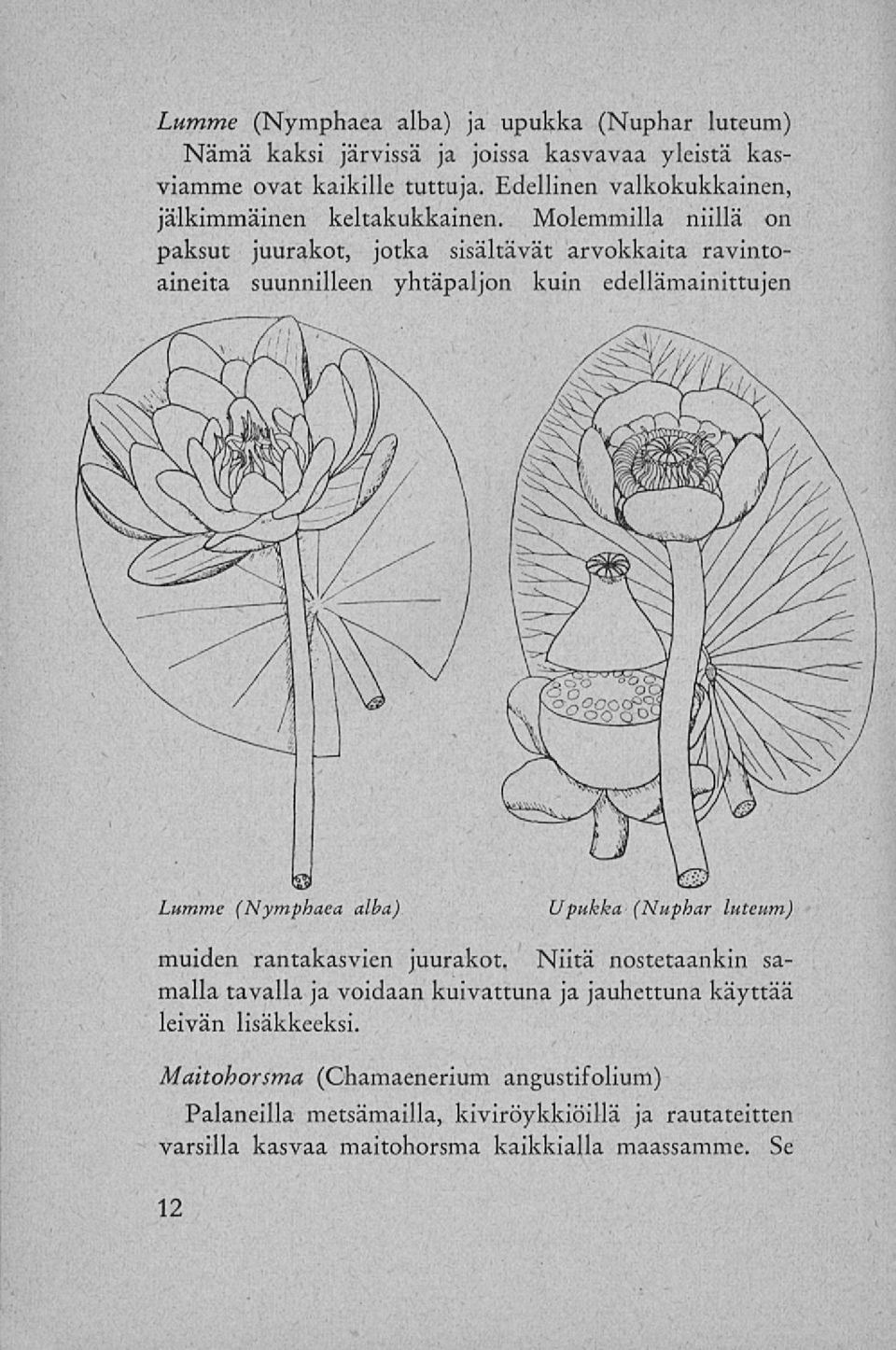 Molemmilla niillä on paksut juurakot, jotka sisältävät arvokkaita ravintoaineita suunnilleen yhtäpaljon kuin edellämainittujen Lumme (Nymphaea alba) Upukka