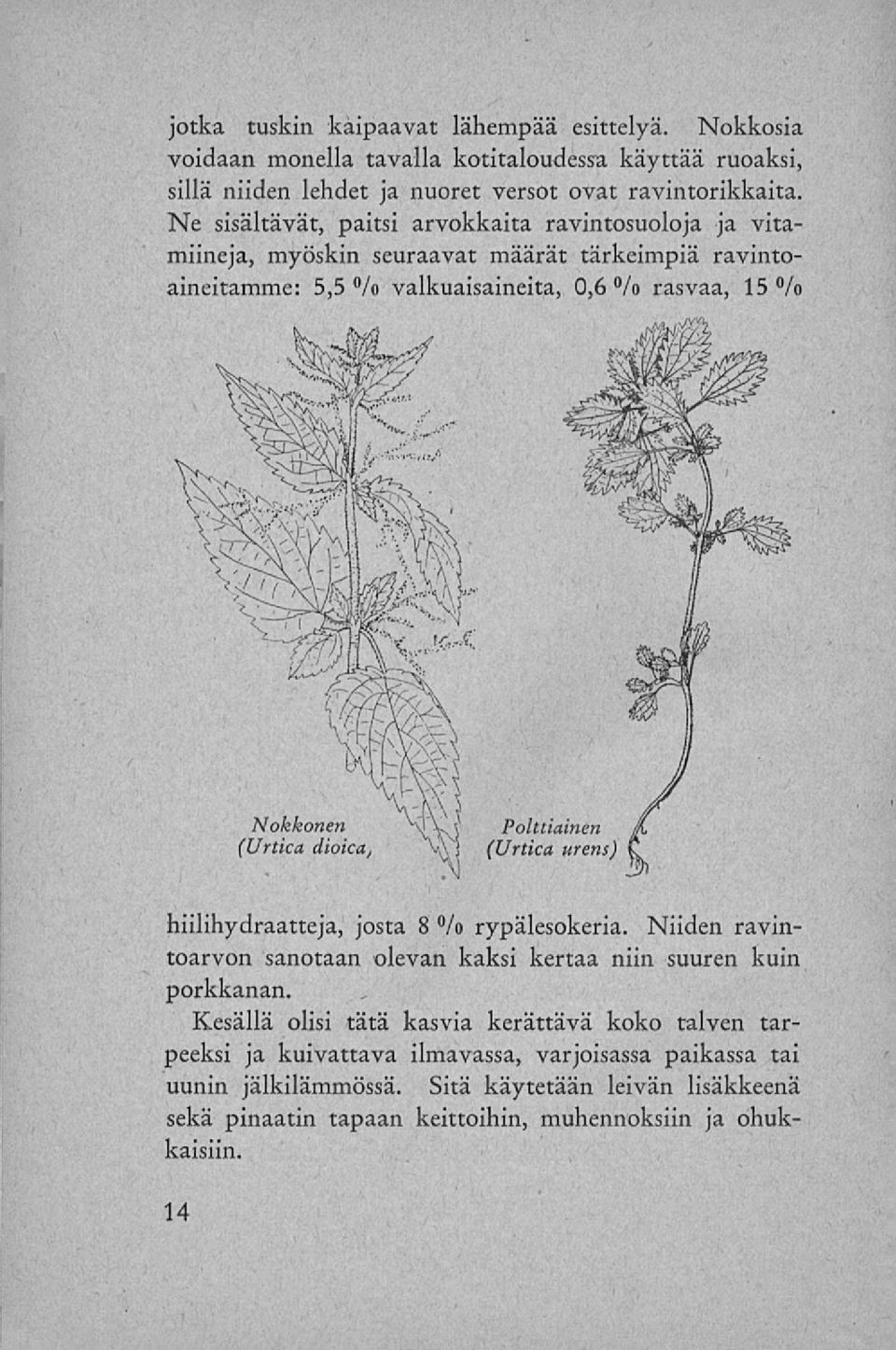 dioica, Polttiainen (Urtica urens) hiilihydraatteja, josta 8 % rypälesokeria. Niiden ravintoarvon sanotaan olevan kaksi kertaa niin suuren kuin porkkanan.