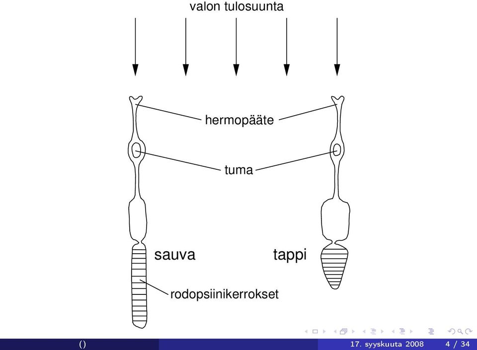 sauva tappi