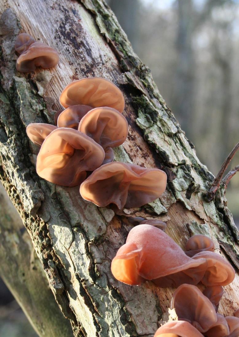 Historian havinaa Kiinassa jo 600-luvulla Juudaksenkorvan (Auricularia auricula-judae) viljelyä