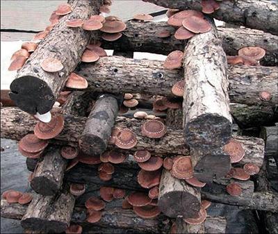 Metsät nähtävä moninaisemmin Suomessa sienten viljely on keskittynyt intensiiviseen ja suuria investointeja vaativaan hallikasvatukseen mutta potentiaalia sienten ekstensiiviviljelyyn löytyy