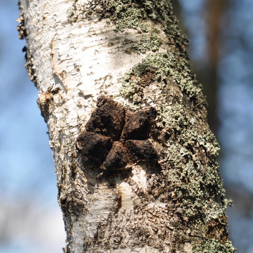 Sienten viljely agrometsätalouden toimenpiteenä? Sekä ruokasienten että nk. erikoissienten markkinat ovat huomattavat!