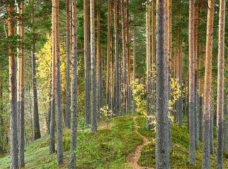 Tulevaisuuden näkymiä Kainuussa kaiken perusta on korkealaatuinen ja rakentamiseen