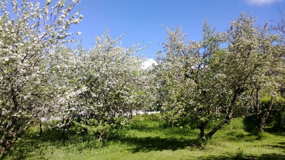 Hukanhaudan omenatarha Omenatarhantien kupeessa Noin 30 erilaista omenapuuta Omenat vapaasti poimittavissa Kuva: Kari Väkeväinen Kasvitarhapalstat Vuokrattavissa Mutalasta, Hukanhaudalta, Pilkosta,