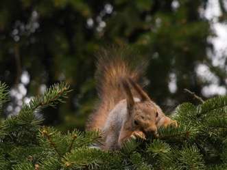 metsänkäsittelyssä Soili