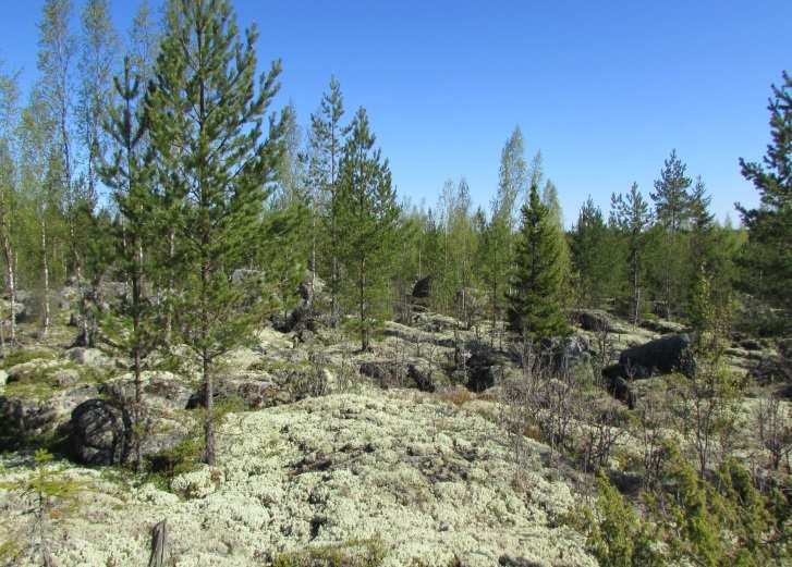 FCG SUUNNITTELU JA TEKNIIKKA OY 5 (11) Voimala 7 Kivikkoisella alueella vallitsee kuivahkon kankaan metsätyyppi.