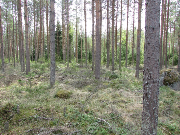 Voimala 8 Alueen metsätyyppi on kuivahko kangas. Puuston ikä on 40-50 vuotta. Pääpuulaji on mänty, jonka seassa esiintyy paikoin kuusia.