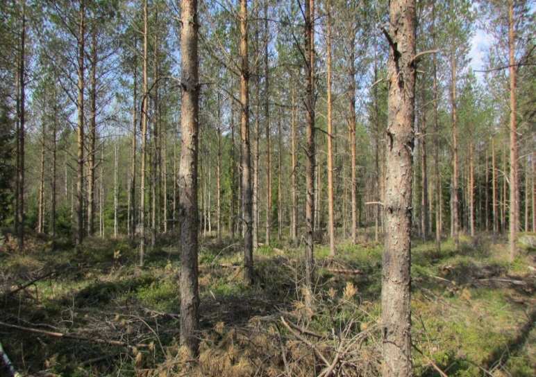 FCG SUUNNITTELU JA TEKNIIKKA OY 6 (11) Voimala 10 Alue on kivikkoinen ja lohkareinen. Kivipinnoilla vallitsee kuivan kankaan kasvillisuus ja niiden väleissä kuivahkon kankaan kasvillisuus.