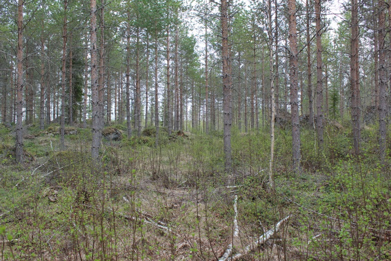 Puusto koostuu noin 20-vuotiaasta männystä, jonka alikasvoksena kasvaa jonkin verran nuorta hieskoivua.